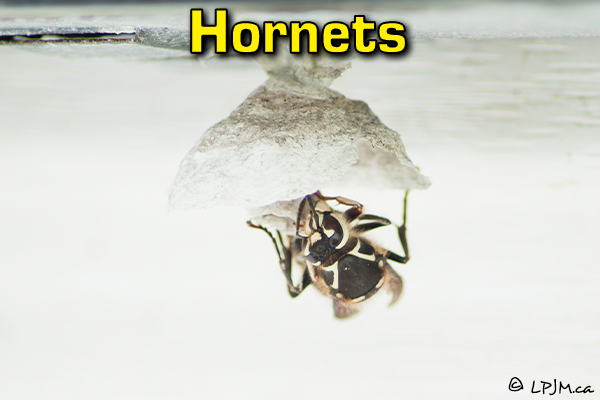 Hornets