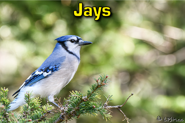 Jays